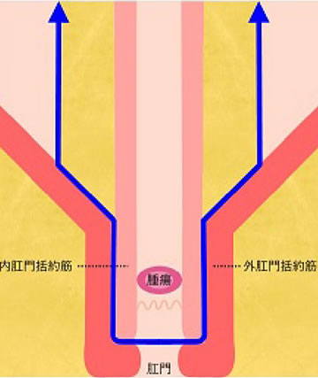 直腸から肛門の断面図